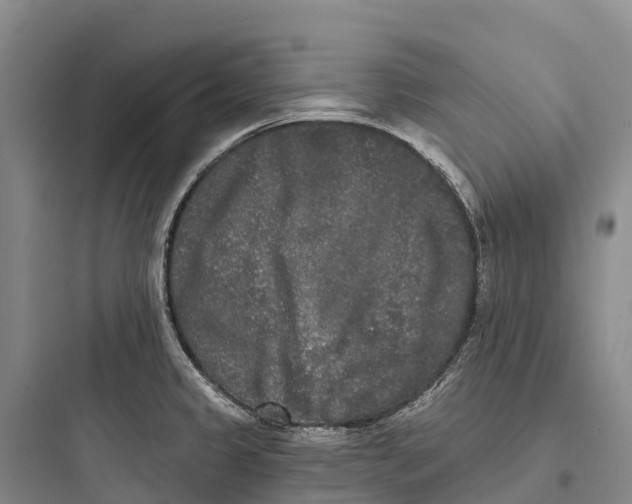 X0000097591333200803211628