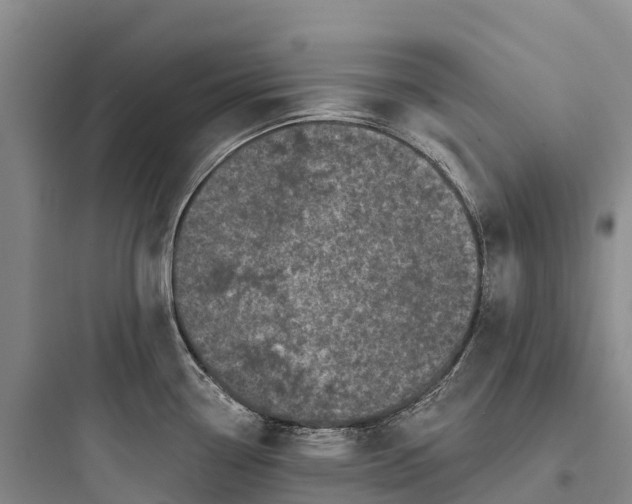 X0000097591338200803211628