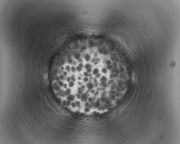 X0000097591396200803211626