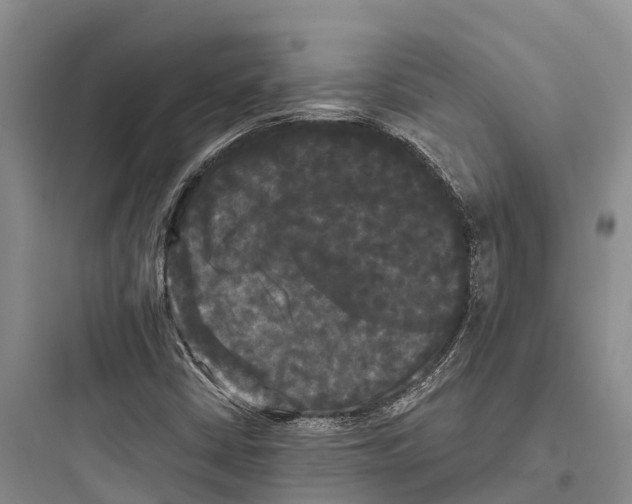 X0000097591402200803211626