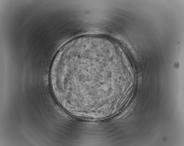 X0000097591409200803211626