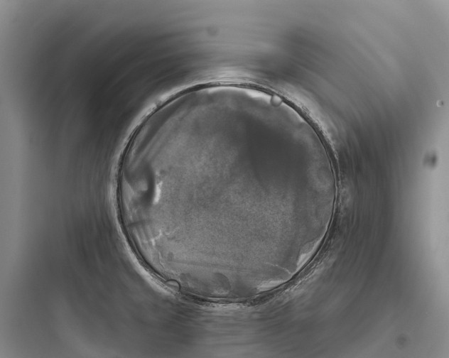 X0000097591429200803211626