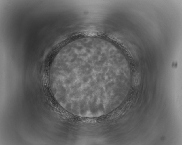 X0000097591446200803211625