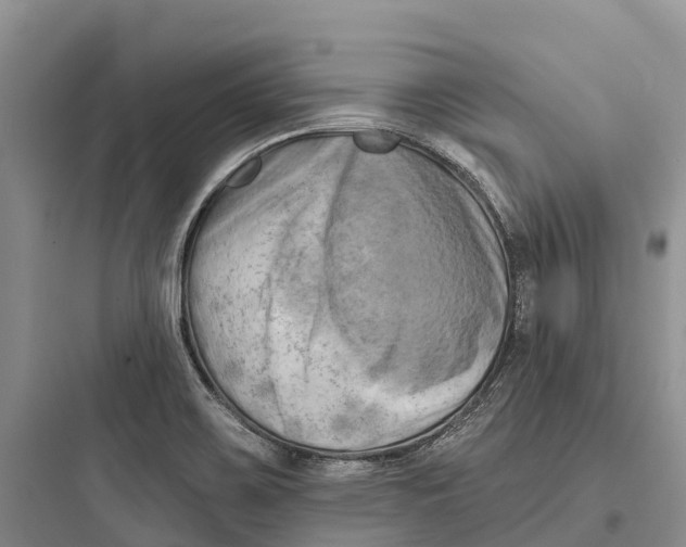 X0000097591467200803211625