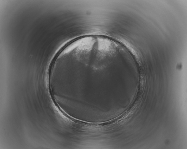 X0000097591468200803211625