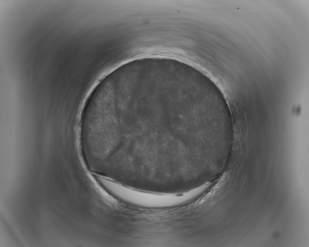 X0000097591525200803211625