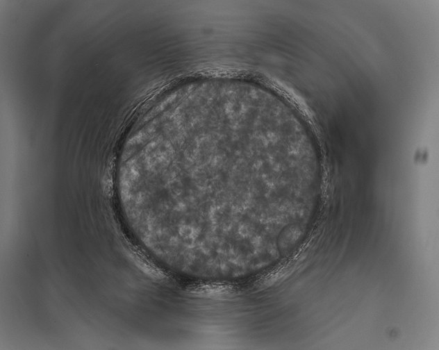 X0000097590065200803280937