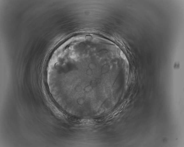 X0000097590145200803280935