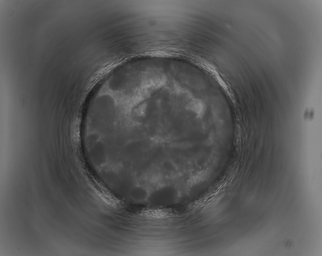 X0000097590299200803280934