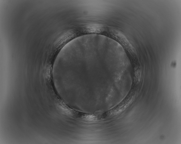 X0000097590325200803280933