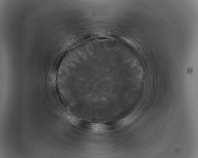 X0000097590336200803280933