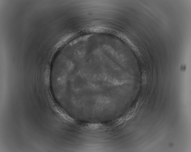 X0000097590446200803280931