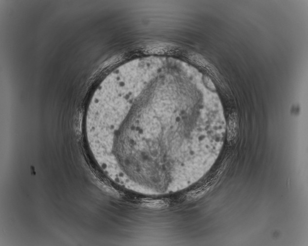 X0000097590454200803280931