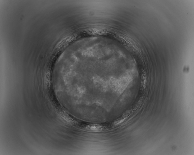 X0000097590506200803280930