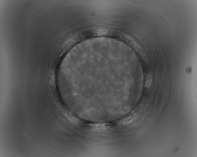 X0000097590524200803280930