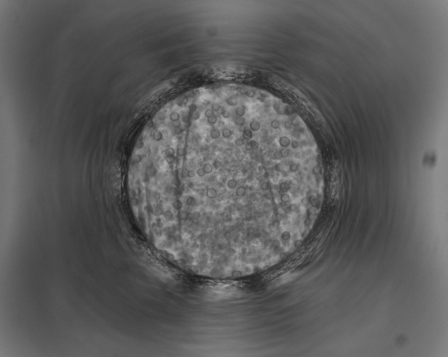 X0000097590569200803280930