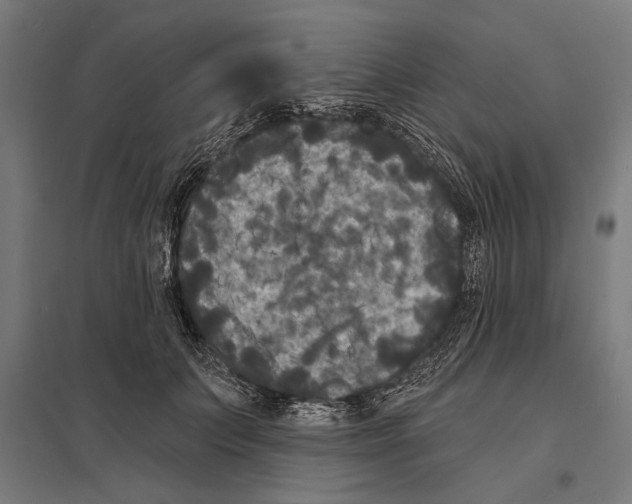 X0000097590703200803280927