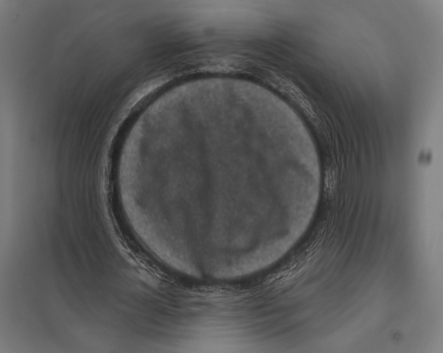 X0000097590724200803280926