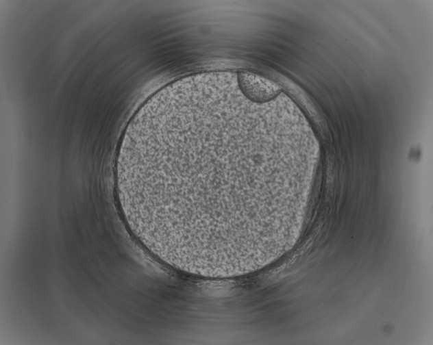 X0000097590810200803280926