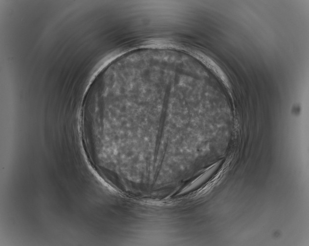 X0000097590855200803280926