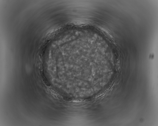 X0000097590917200803280924