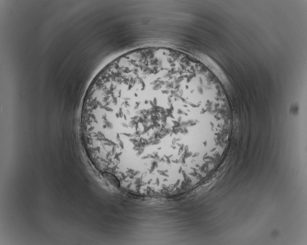 X0000097591052200803280923