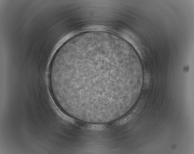 X0000097591090200803280922