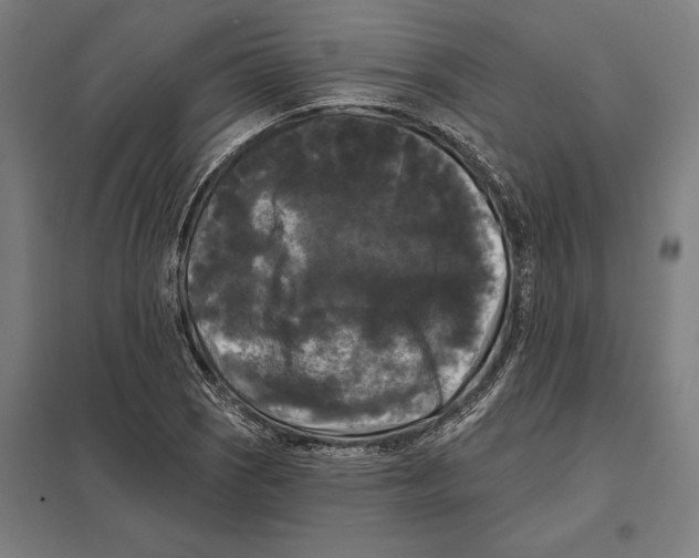 X0000097591121200803280921