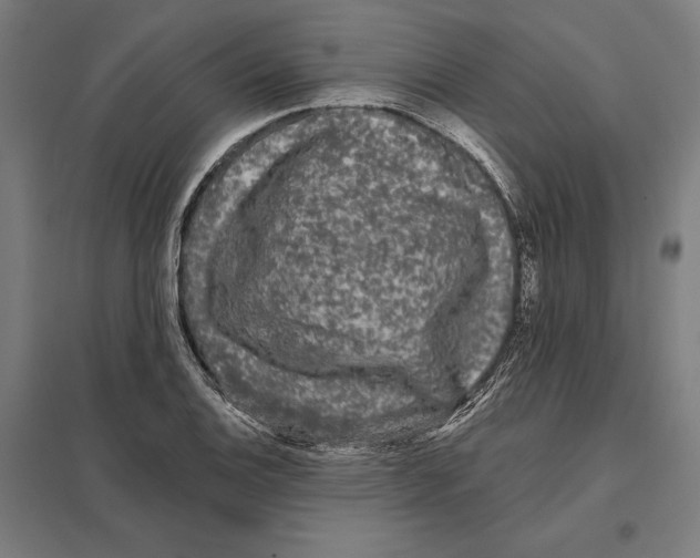 X0000097591124200803280921