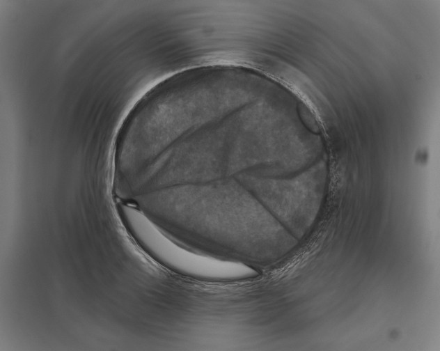 X0000097591132200803280921