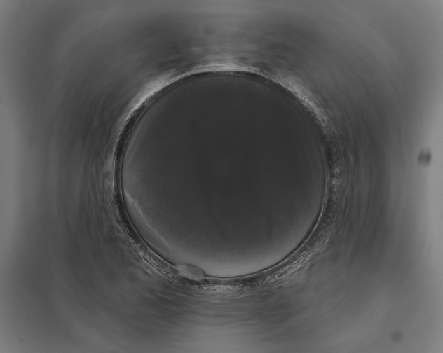 X0000097591173200803280920