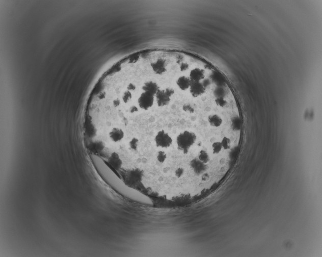 X0000097591248200803280920