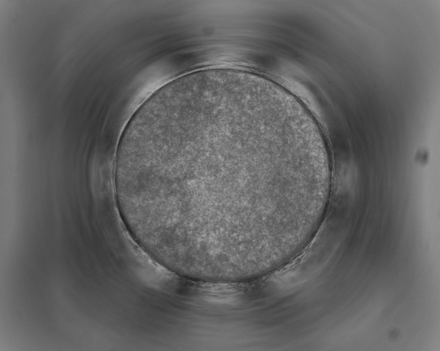 X0000097591338200803280918