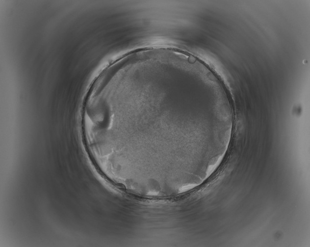 X0000097591429200803280917