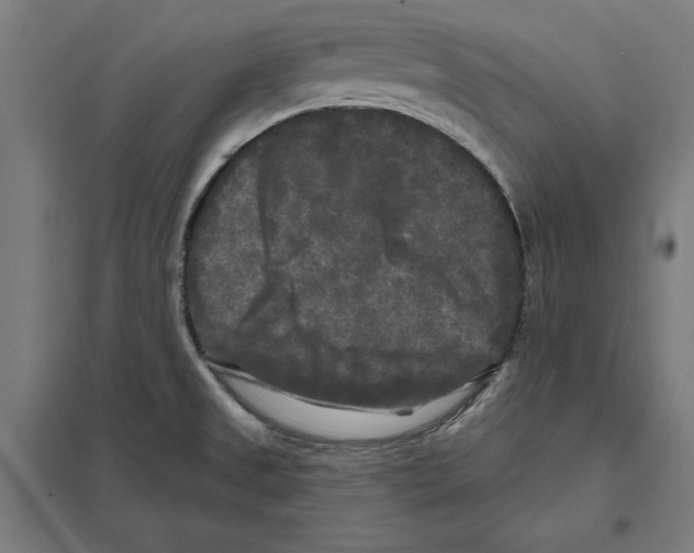 X0000097591525200803280915