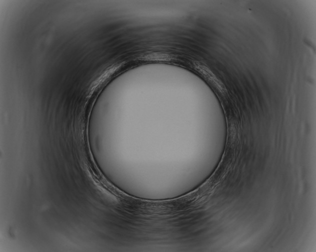 X0000097600533200802290734
