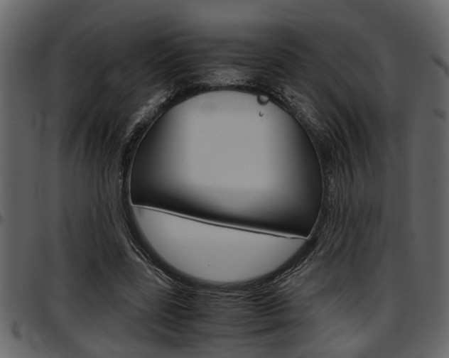 X0000097600539200802290734