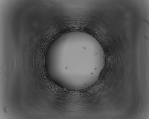 X0000097600961200802290728