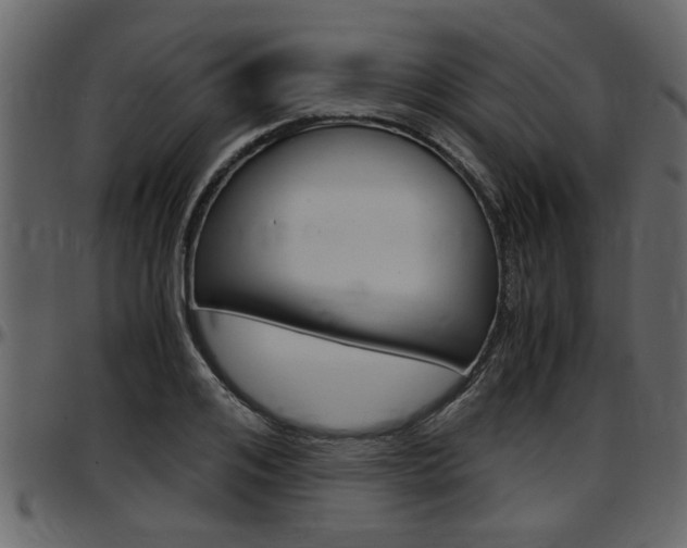 X0000097600984200802290728