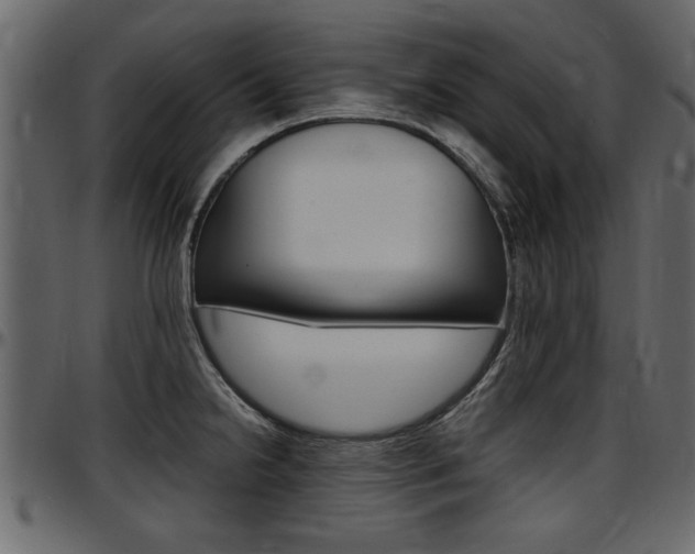 X0000097601238200802290724