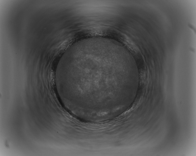 X0000097600029200802291254