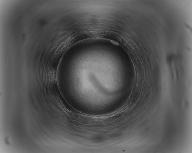 X0000097600048200802291254
