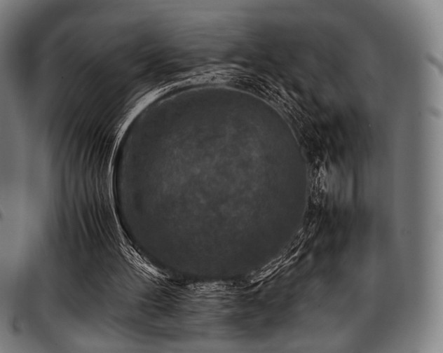 X0000097600100200802291253