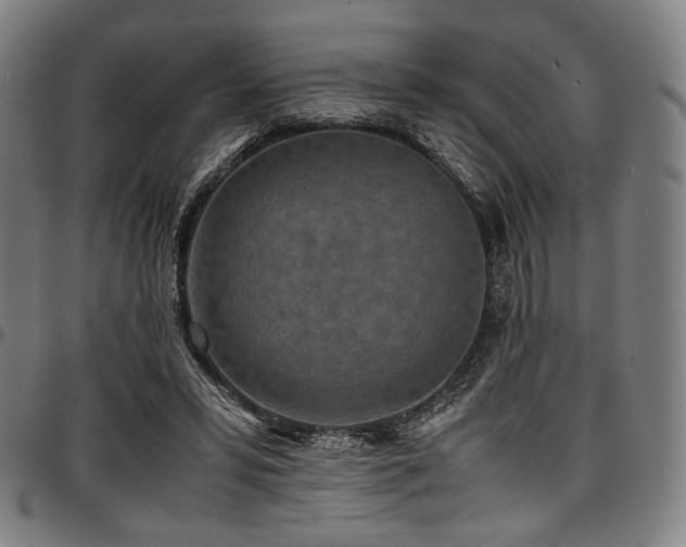 X0000097600399200802291248