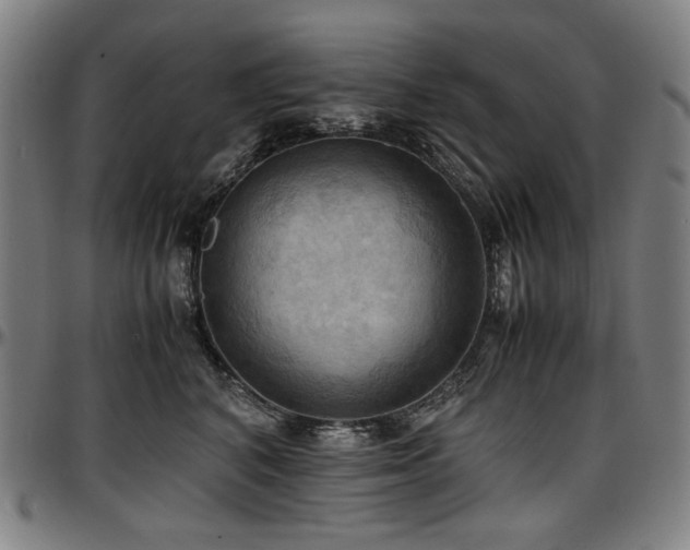 X0000097600616200802291245