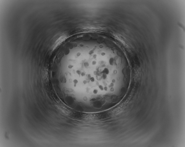 X0000097601259200802291235