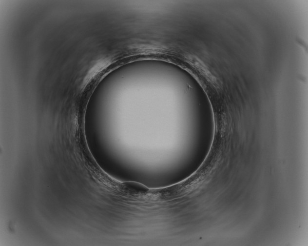 X0000097601261200802291235