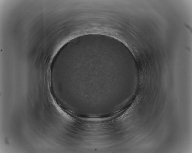 X0000097601515200802291231