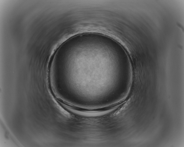X0000097601525200802291231