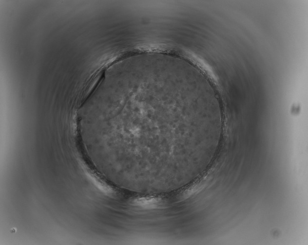 X0000097600065200803071437